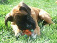 Boxer puppy biting cheap